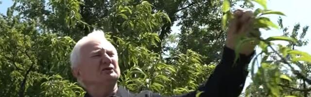Zoran u dvorištu čuva pravo malo zlato: Drug mu doneo iz Kanade, a on ga zakopao, pa stvorio ČUDO