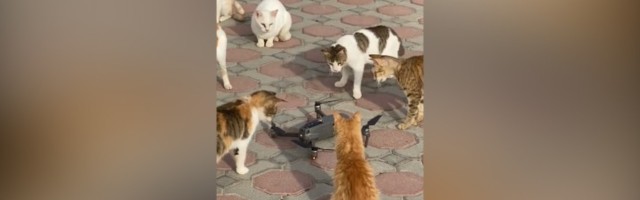 Mačke mu "napale" dron: Nije svejedno (VIDEO)