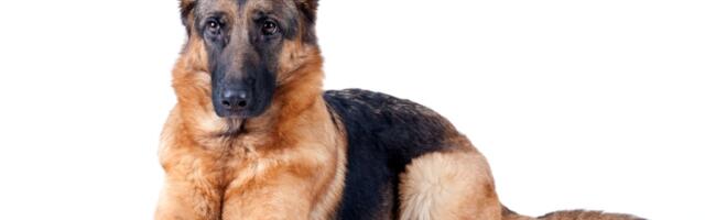 10 razloga zbog kojih je nemački ovčar savršen pas