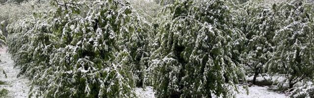 Jevremović: Ako temperature ne siđe ispod nule, neće biti većih oštećenja voćaka