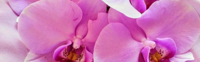 Kako vaša orhideja može da cveta i zimi? Lako uz proverene savete