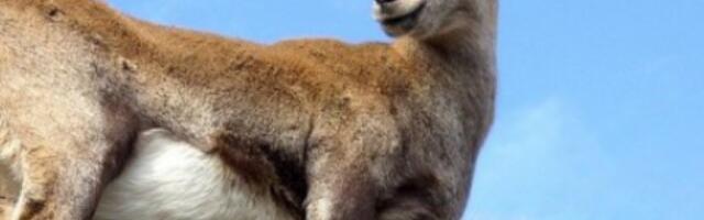 POLICIJA KORISTILA OPREMU ZA RAZBIJANJE DEMONSTRACIJA DA JE OBUZDA! Koza pobegla od vlasnika pa napravila haos!