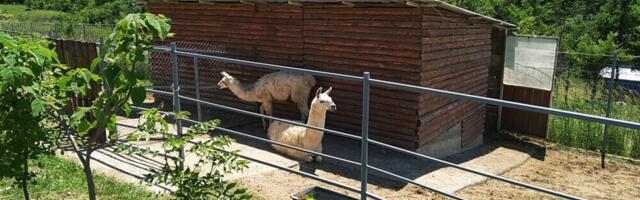 Subotička policija podnela krivičnu prijavu protiv zaposlenog u ZOO vrtu Palić