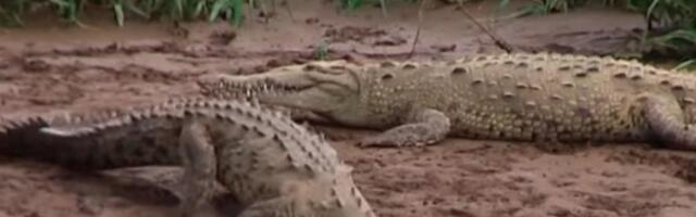 NE ŽELE MUSLIMANE I MIGRANTE U ZEMLJI: Pustiće krokodile i otrovne zmije na rečnu granicu sa komšijama! "Okrutnost države, bilo bi smešno da nije opasno"