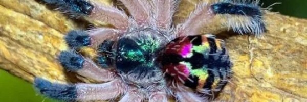 Brazilska dragulj tarantula predivnih boja