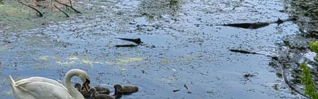 Kanal u Kotežu: Uginulo više od 60 ptica za trinaest dana