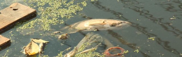 Uginula riba i nepodnošljiv smrad u Čukaričkom rukavcu, nema reakcije nadležnih