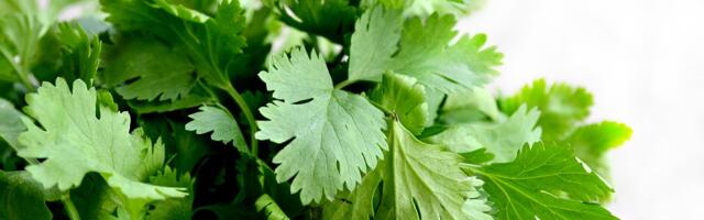 Evo zašto bi peršun trebalo da jedemo svakog dana