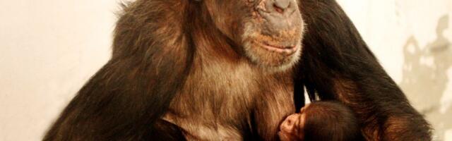 Uginula najčuvenija šimpanza na svetu