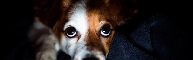 Zašto psima oči svetle u mraku? Veterinari otkrivaju kako ljubimci zaista vide svet