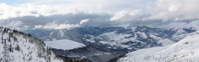 Ovakav prizor sa Tare se retko viđa: Šumski gorostas zastao, pogledao u kameru i nastavio da radi SVOJ POSAO