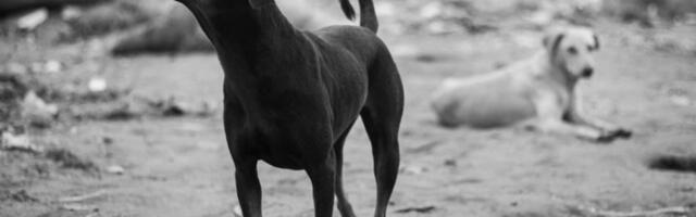 Кривична пријава против жене која је осумњичена да је тровала псе луталице