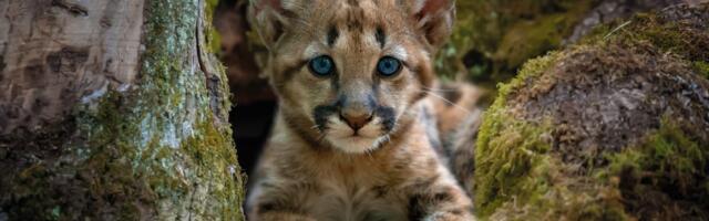 Napušteno mladunče pume nađeno u Kaliforniji: Na jednoj šapi NEMA PRSTE, hrane ga na svaka tri sata