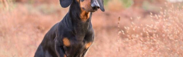 Norveška je zakonom zabranila rutinsku sterilizaciju i kastraciju zdravih pasa