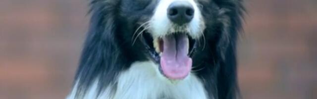 Pas koji fotografiše pomoću emocija: Grizler pokazao, kako svet izgleda iz pseće perspektive (VIDEO)