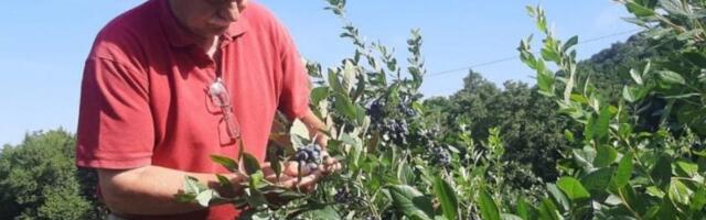 MOMČILO NA RUDNIKU IMA MALI "RUDNIK ZLATA"! Gaji voće koje košta 800 dinara za kilogram, sve odmah rasproda, a ove godine je rodilo KAO NIKADA PRE! (FOTO)