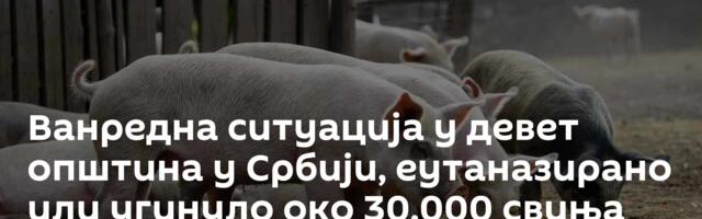 Ванредна ситуација у девет општина у Србији, еутаназирано или угинуло око 30.000 свиња