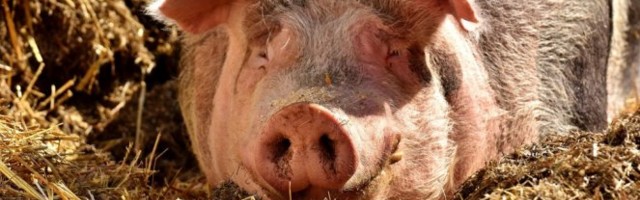 AKO VAM TREBA POMOĆ OKO KREČENJA, ANGAŽUJTE SVINJU! Ne šalimo se,  ovakvo nešto JOŠ NISTE VIDELI