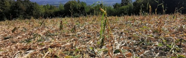 Sada je multimilioner, korona mu tek donela uspeh, a ovako je sve krenulo