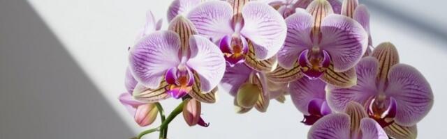Orhideja ovu tečnost voli više od vode! Stavite 2 kašike i cvetaće kao luda cele godine