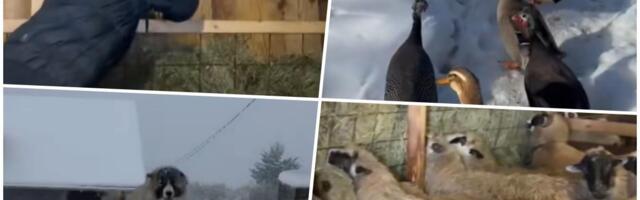 "Imam 13 godina i ne živim kao ostala deca!" Dečak preponosan što živi na selu: Prljave ruke, ali čist obraz!