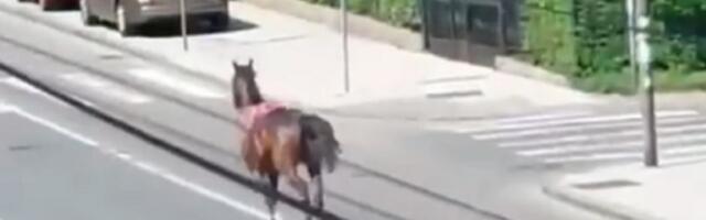 Vozači u neverici, konj projurio Banovim brdom (VIDEO)
