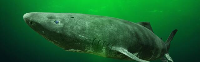 Šok otkriće o grenlandskim ajkulama: Mehanizam za popravku DNK menja sve što znamo o vidu i starenju