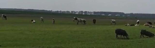 Svi na noge! Sutra velika akcija čišćenja između Elemira i Babatova