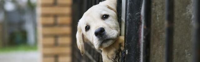 Haos na parkingu! Vlasnik ostavio psa u zaključanom automobilu - policija morala da reaguje (VIDEO)