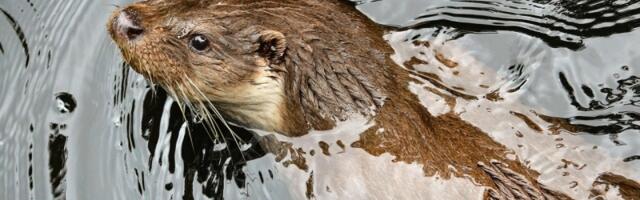 Vidre - mali majstori vode sa najgušćim krznom na planeti