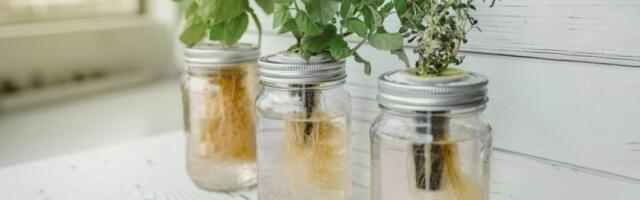 Aromatične biljke koje možete uzgajati bez zemlje: Sve što vam treba je tegla i voda