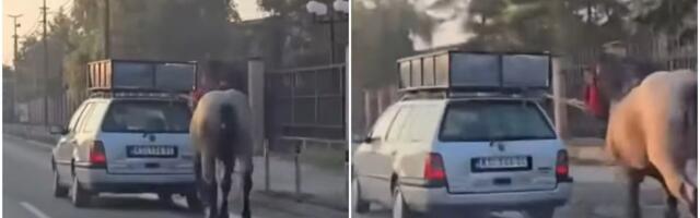 Uznemirujući snimak iz srpskog grada: Zavezali konja za auto i dali gas, potresno je gledati