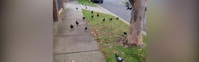 Nije svejedno: "Gomila" svraka opkolila čoveka (VIDEO)