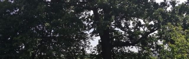 Hrast na međi - svetinja celog sela Đurđeva