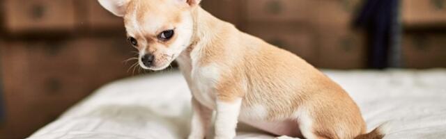 Ovo su najagresivnije rase pasa, a prvi na listi je najveće IZNENAĐENJE (FOTO)