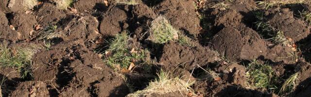 Kopao crve u zemlji, pa pronašao ovo! Kao manijak je sklanjao zemlju i postajao sve luđi zbog onog u šta je gledao