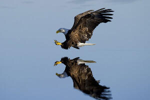 Oрао, врабац, гавран… 10 птица које су заувек промениле свет