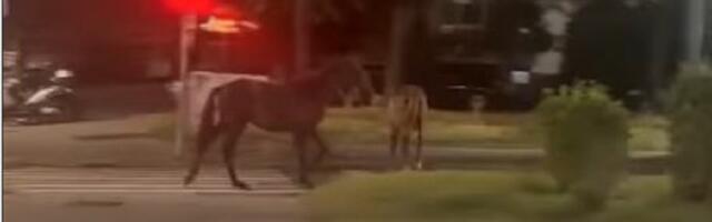 Autom se zakucala u konja na Konjarniku?!