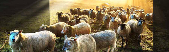 Neo Qled 8K i 4K – Savršenstvo slike uz moć veštačke inteligencije