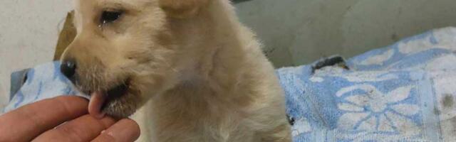 Udomi, ne kupuj: Daca je jedna od sedam patuljaka