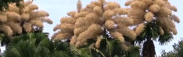 U Rio de Žaneiru procvetale palme koje cvetaju samo jednom