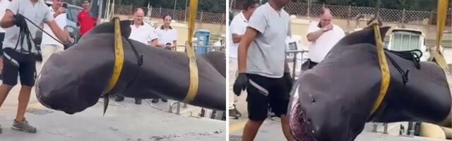 Jeza na morskoj obali: Monstrum dugačak 4 metra pronađen mrtav na plaži popularnog letovališta (VIDEO)