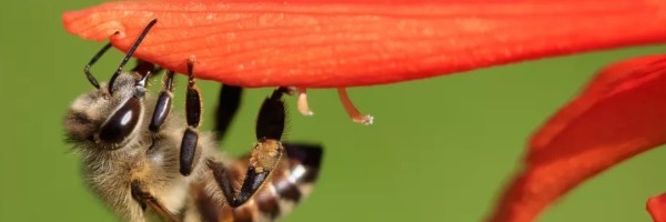 Armija južnoafričkih pčela klonova uništava sve kolonije redom