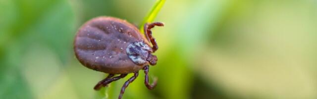 Krpelji se najviše ovde kače