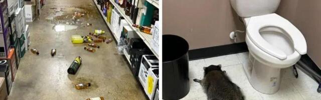 Dlakavi serijski razbojnik: Pijani rakun iz Virdžinije provalio i u salu za karate