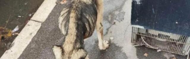 BEOGRAĐANI, POTREBNA JE POMOĆ! Pas KOSTUR iz Železnika svakim danom sve više kopni - poslednje informacije su ALARM