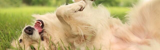 5 najneposlušnijih pasa: Jedna rasa je najnestašnija od svih (FOTO)