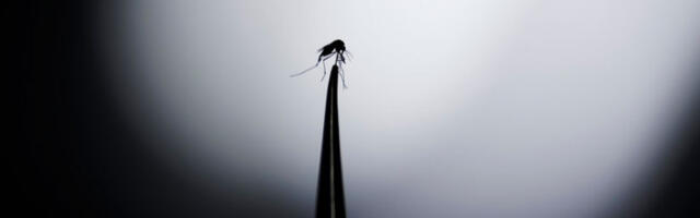 Београд креће у рат против комараца: почели третмани сузбијања ларви широм престонице