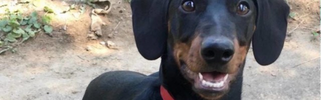 Šećer je pas koji ima najbolji posao na svetu - radi u Domu za stare u Beogradu