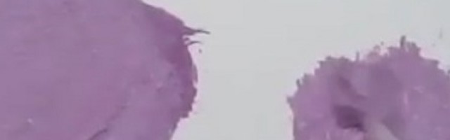 Ni jedna državna zastava nema ljubičastu boju, samo iz jednog razloga